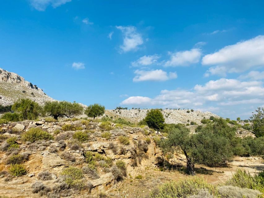 Rhodes: Guided Hike to 7 springs from Archangelos - Olive groves first: the setting that makes the hike feel like a journey